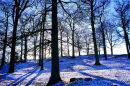 winter trees